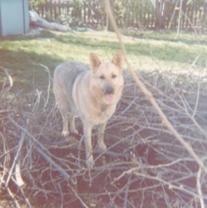 Animal Pics for Sugar Face403